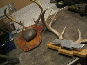 Two sets of mounted antler racks