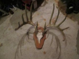 Large mounted antler rack
