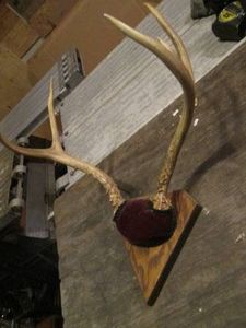 Small mounted antler rack