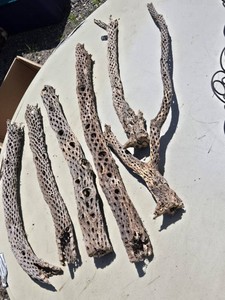 Cholla Cactus Wood Sticks