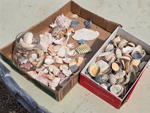 Assorted Seashell Collection