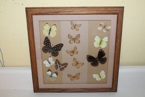 Butterfly Specimen Display