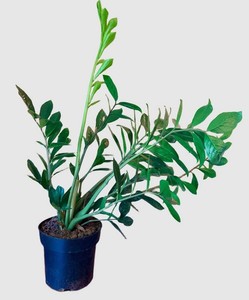 ZZ Plant Potted Houseplant