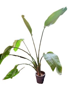 Bird of Paradise Plant in Decorative Planter