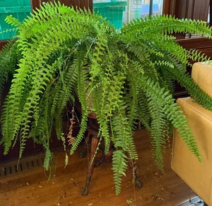 Fern Plant in Decorative Planter