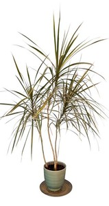 Dracaena Marginata Potted Plant