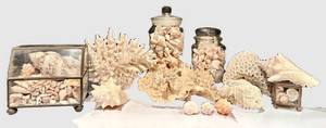 LLR - Sea Shell & Coral Display Assortment in Glass Jars & Boxes