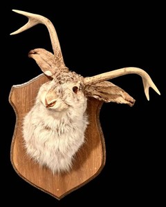 LLR - Jackalope Taxidermy Mount