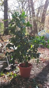 Live Lemon Tree