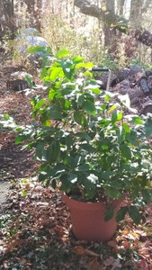 Live potted Lemon Tree