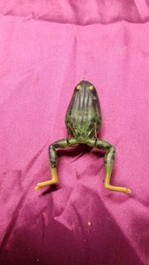 Vintage battery operated frog lure