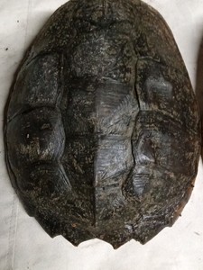 2 Snapping turtle shells