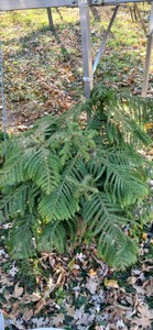 Norfolk Plant