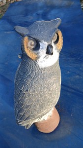 Owl Decoy