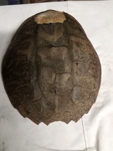 3 large snapping turtle shells
