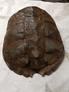 Large Snapping turtle shell