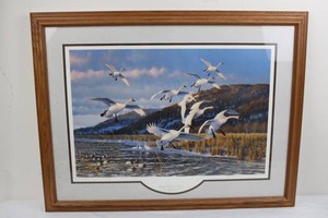 Michael Sieve Late Season-Swans Signed Limited Edition Framed Print