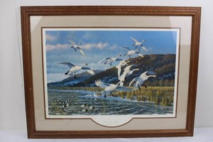 Michael Sieve Late Season Swans Signed Print 8754000 Framed 34 X 26
