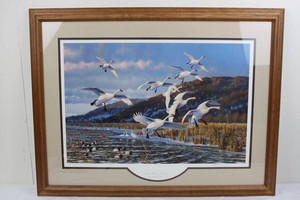 Michael Sieve Late Season Swans Signed Limited Edition Framed Print 34 X 26