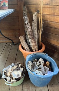 Large Lot of Chollawood and Shells