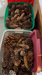 Two Totes of Large Pinecones