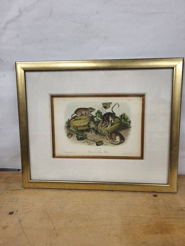 Framed Brown or Norway Rat Print by W.E. Hitchcock