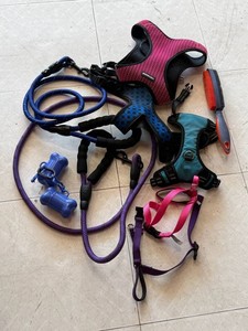 Mixed Pet Harness and Leash Gear