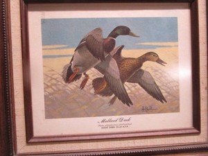 Mallard Duck by Kouba