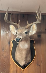 BR - Deer Head Mount Whitetail Buck Shoulder Mount