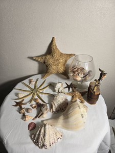 Coastal Seashell and Starfish Dcor Collection