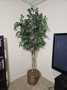 Large Faux Ficus Tree in Woven Basket Planter