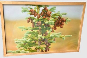 G - Framed Pine Cone Botanical Print