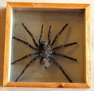 Taxidermy Tarantula Shadow Box Display