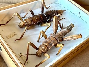 Vintage Pair of Eurycantha horrida (Thorny Devil) Taxidermy Specimen Display with German Sex Labels - Female & Male