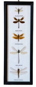 Framed Dragonfly Specimen Display Five Species