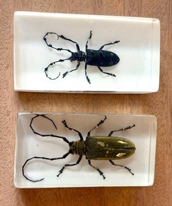 Pair of Preserved Longhorn Beetle Resin Blocks