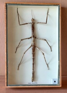 Framed Stick Insect Specimen Phasmatidae Shadowbox