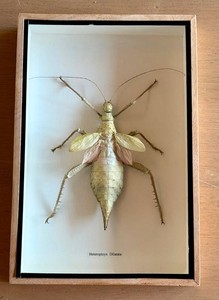 Framed Heteropteryx Dilatata Insect Specimen