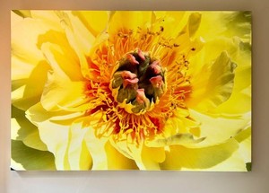 MBR - Large Format Yellow Floral Wall Art Canvas Photographic Print