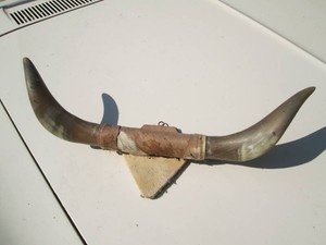 Jersey cow or Bull mounted antlers...