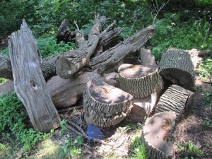 Bundle of partially cut trees and l...