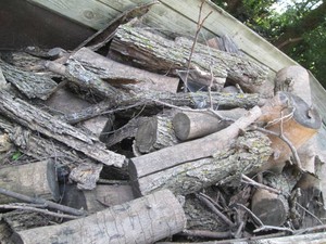 Nice pile of cut logs for firewood ...