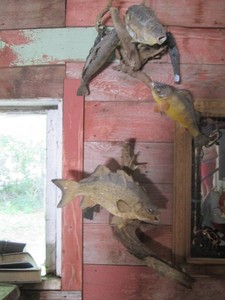 Vintage fish taxidermy stuffed fish...