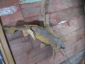 Vintage fish taxidermy stuffed moun...