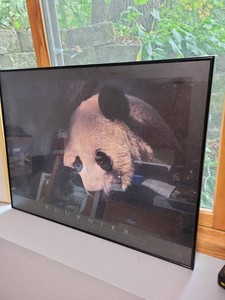 Fournier Panda Black Tie Framed Photographic Wall Art Print 24x32