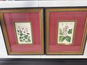 Pair of Framed Botanical Engravings Attributed Edwards c.1835