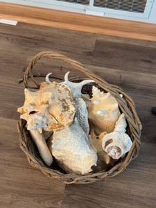 Assorted Large Natural Seashells in Wicker Basket Coastal Decor