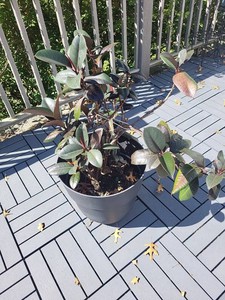 Ficus Elastica Burgundy Rubber Plant in Black Pot Approx. 36in Tall