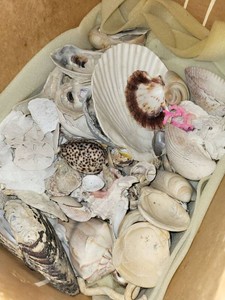Box Lot of Assorted Natural Seashells Coral Sand Dollars Coastal Decor