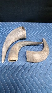 Bull Horns